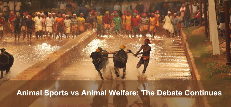 Animal Sports v. Animal Welfare: The Debate Continues